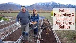 Potato Harvest, Autumn Snow on the Mountains, & Continued Quack Grass Battles