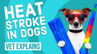 Heat Stroke in Dogs | Vet Tips