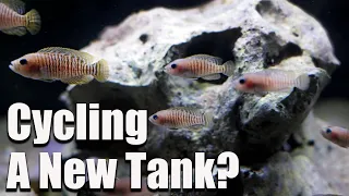 Cycling a New Tank With Used Filter Media? Here's How Long You Have to Wait!