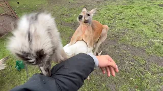 This Kangaroo Saved my Life (dababy kills Kevin)