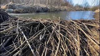 BEAVER DAM REMOVAL! THE FROZEN CHANNEL!