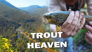 WILD TROUT FISH and SWAG CAMP / Macalister River - Victorian High Country Part 1 of 2