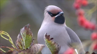 Waxwing digiscoped