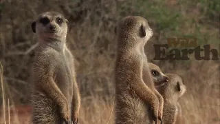 WildEarth - Sunrise - 15 February 2021