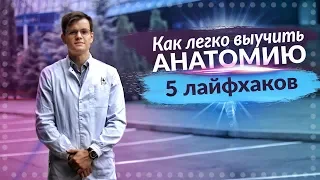 КАК СДАТЬ АНАТОМИЮ НА 100%