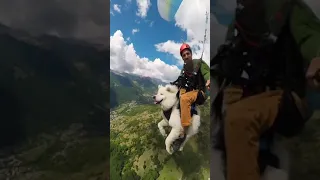 paragliding with dog