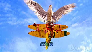 Le faucon contre le petit avion | Stuart Little 2 | Extrait VF