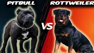 Pitbull VS Rottweiler-Comparison