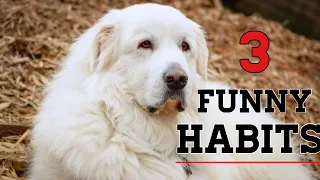 3 habits Great Pyrenees can develop