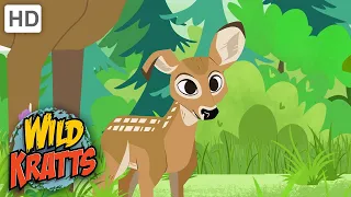 Wild Kratts | Little Buckeroo! |CUTE