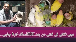 How to clean lovebirds breeding Box and save chicks.. December 19, 2022