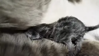 Первые роды кошки. Рождение котят #2