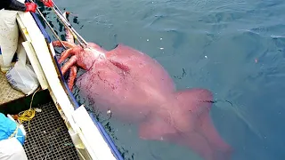 I've NEVER seen this perfect Fast Squid Fishing process on Boat before! Excellent Big Squid Fishing