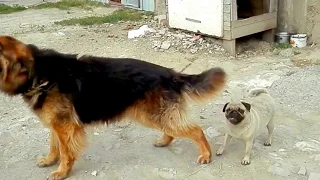 СТАЛЬНЫЕ НЕРВЫ.Немецкая овчарка и мопс.German Shepherd with iron nerves.Odessa.