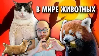 Ваган в Мире Животных | Подборка ( Yaldabogov )