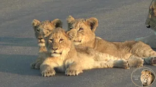 Casper The White Lion And Brothers EVENTUALLY Join Their Cubs And Lionesses