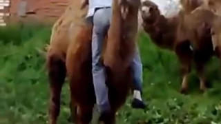Кличко убегает от верблюда, полный ржач  Klitschko escapes from the camel, full rzhach