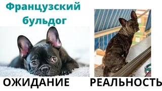 Как выбрать щенка из помета ❓✅ Как выбрать здорового щенка ⁉️ Выбор щенка 🐶Выбрать и не ошибиться💡