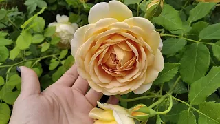 Английские розы Дэвида Остина. Golden Celebration,  Lady Emma Hamilton. Желтые и оранжевые розы .