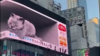 Рекламный 3D-билборд с котиками в Токио вышел на новый уровень