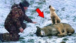 The Man Helps The Crying Wolf Cub And His Dying Mother. What Happens Next Is Incredible...