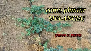 Como plantar melancia passo a passo? Dicas para ter um bom desenvolvimento.