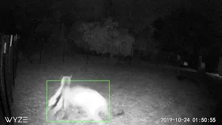 Mountain lion attacks/ captures dwarf goat at 2am