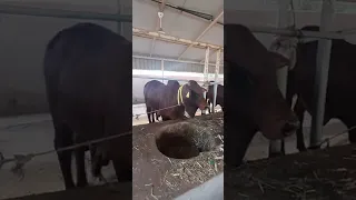 Cow farm in UAE