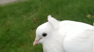 Pure serbian high flyer all white oldest pigeon on my loft