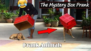 Mystery Box Prank Vs Sleeping Dog Very Funny Surprise Scared Reaction _ Must Watch Funny Video Prank