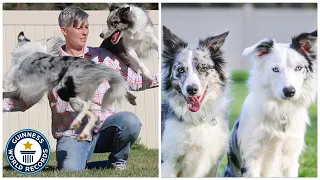 Most tricks by two dogs in one minute - Guinness World Records