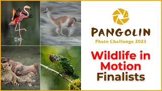 Wildlife in Motion Finalists in The Pangolin Photo Challenge