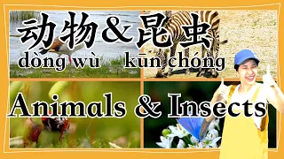 学中文 | Learn about Animals and Insects in Chinese | 动物 | 昆虫