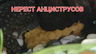 ОТНЕРЕСТИЛИСЬ АНЦИСТРУСЫ