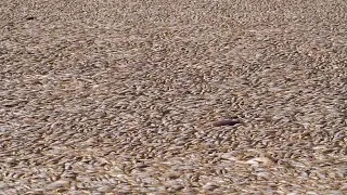 Why Are There Millions of Dead Fish in Australia?