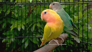 Rosy-Faced Lovebirds Chirping Sounds - Young White-Headed Green Opaline & Red-Headed Lutino