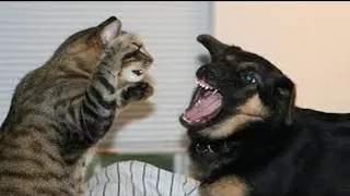 Angry Cats vs Dogs - Funny Angry Cats vs Dogs Compilation 2020!
