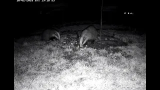 Moss Wildlife Watch Live Badger Watch