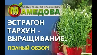 ЭСТРАГОН ТАРХУН - выращивание | Полный обзор от профессора Мамедова