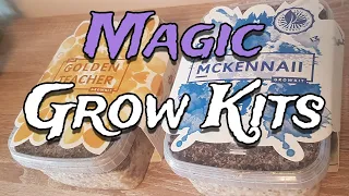 How to Grow Mushrooms from Start to Finish with a Magic Grow Kit - The Easiest Way to Grow Shrooms