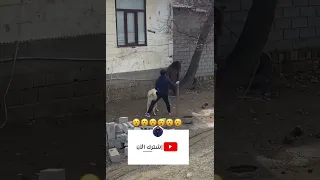 كلب الاباي و الدب الروسي المشاكس