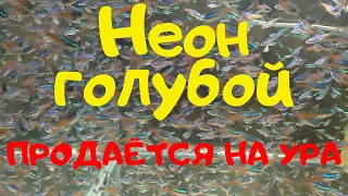 Продажи неонов. Способы умягчения воды для нереста.