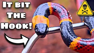 The DEADLIEST CORAL SNAKE In THE US!?
