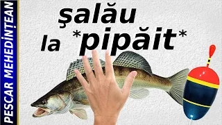 Şalău la *pipăit*