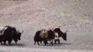 Yaks 2