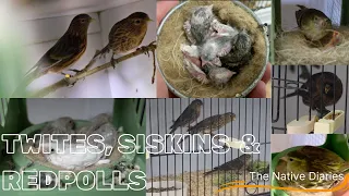 Twites, Siskins & Redpolls - Breeding Guide - The Native Diaries Season 1 Episode 3