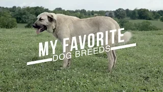 MY TEN FAVORITE DOG BREEDS