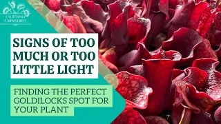 Signs of Too Much Light or Too Little for Your Carnivorous Plant