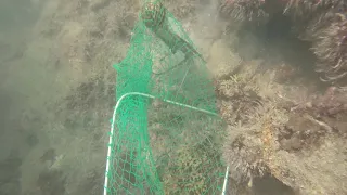 2018 Lobster diving in marathon