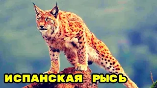 Испанская рысь, великолепный охотник на кроликов. Удивительный Мир.